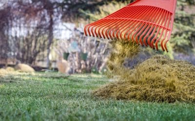 Scarificarea Gazonului: Ghidul complet pentru un gazon mai sănătos și mai verde
